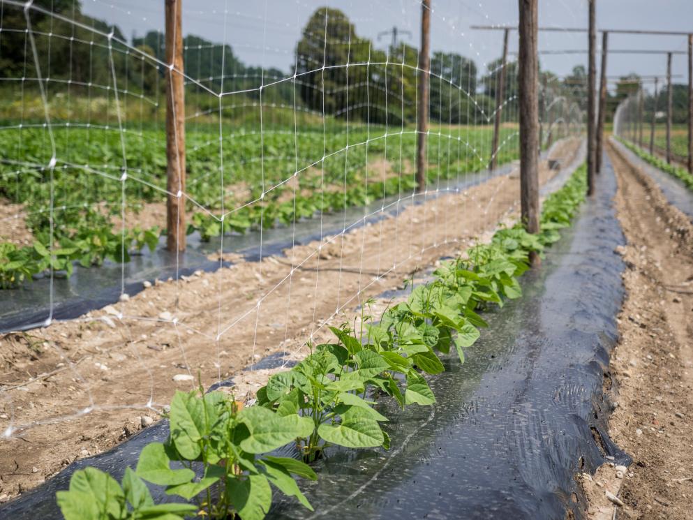 Sezona-gojenja-zelenjave-v-polnem-teku